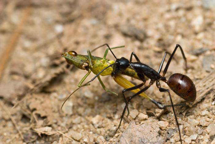 Camponotus gigas